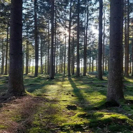 Apartman In With Garden *